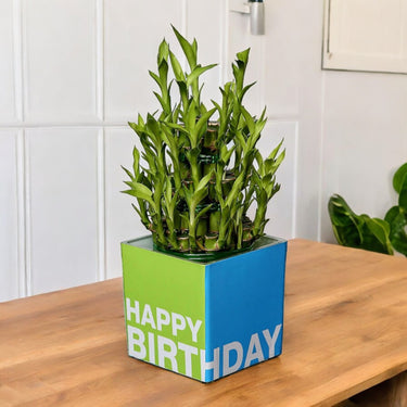 Lucky Bamboo Birthday Gif